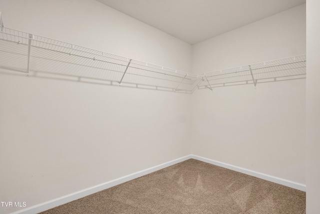 spacious closet featuring carpet