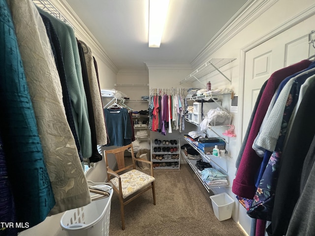 walk in closet featuring carpet