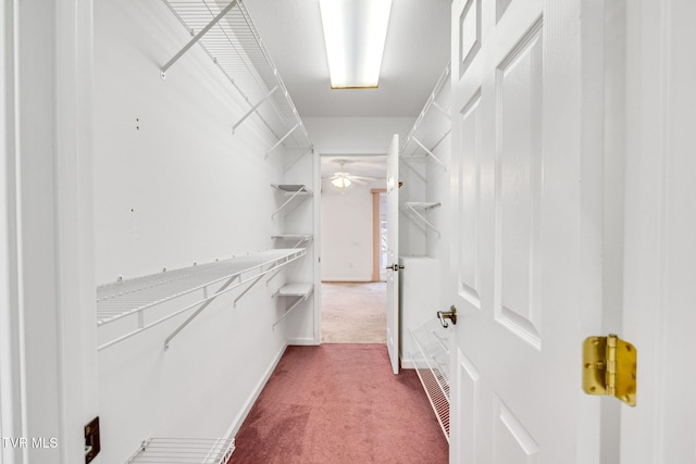 walk in closet with carpet floors