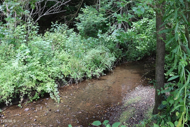 view of local wilderness