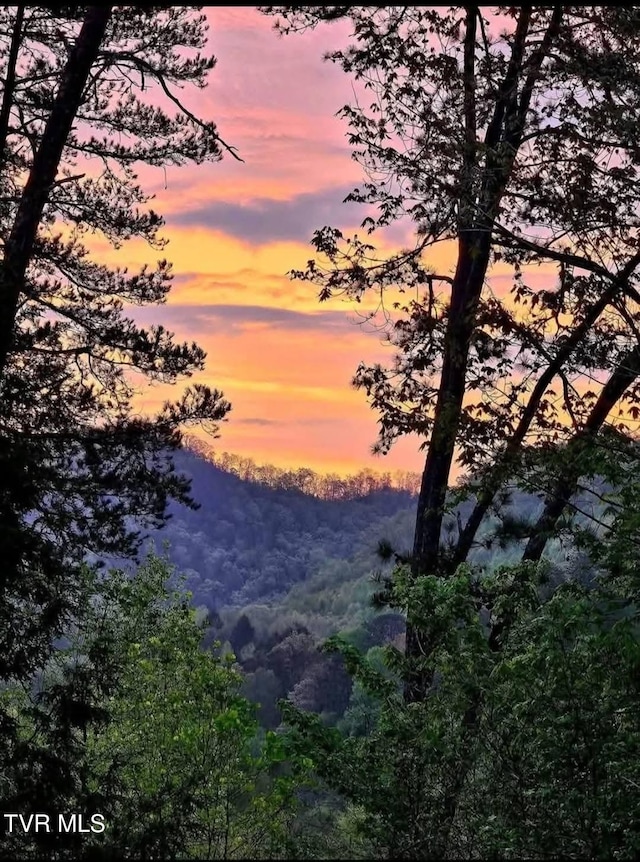 nature at dusk with a forest view