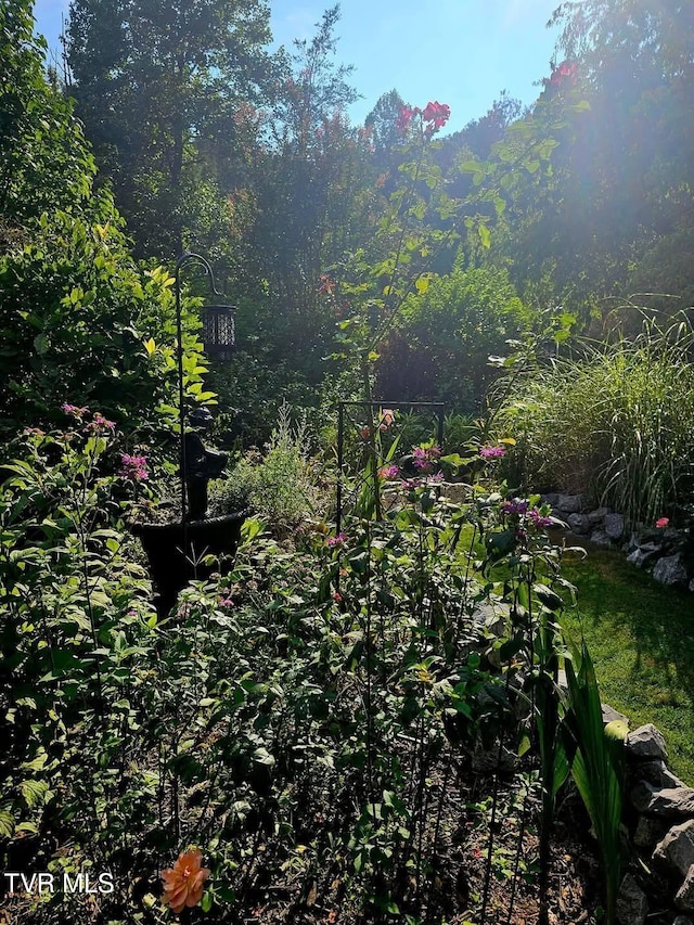 view of yard with a wooded view