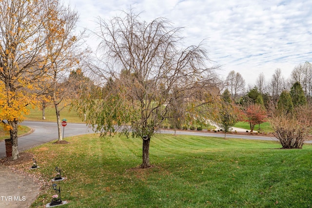 view of yard with driveway