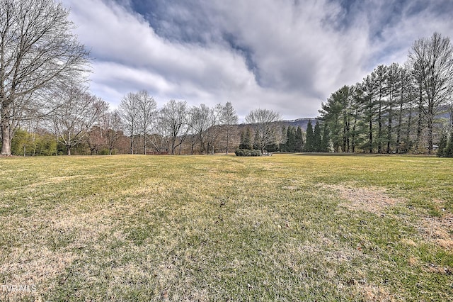 view of yard featuring a wooded view