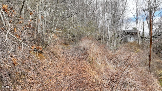 view of local wilderness