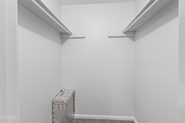 spacious closet featuring carpet