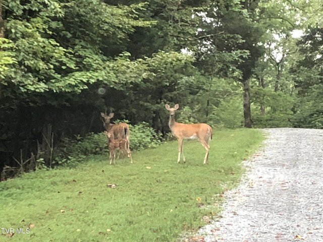 403 Deerlick Rd, Piney Flats, TN 37686 - view of community featuring a yard
