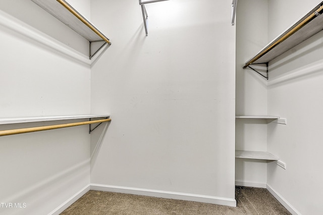 walk in closet featuring carpet floors