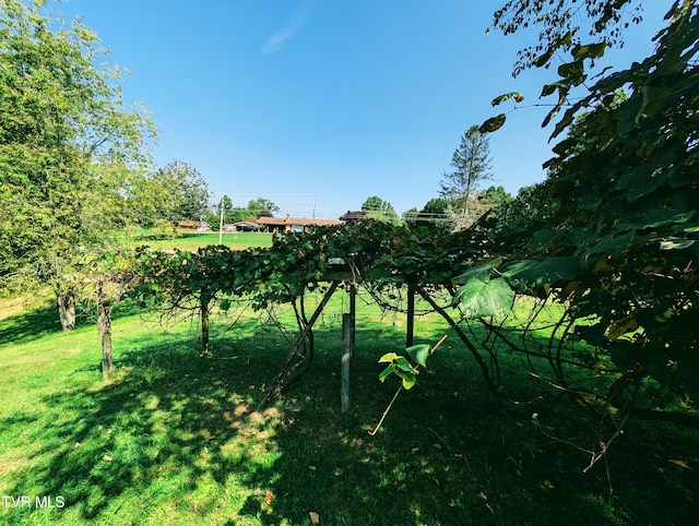 2509 Dc Caney Ridge Rd, Clintwood, VA 24228 - view of local wilderness