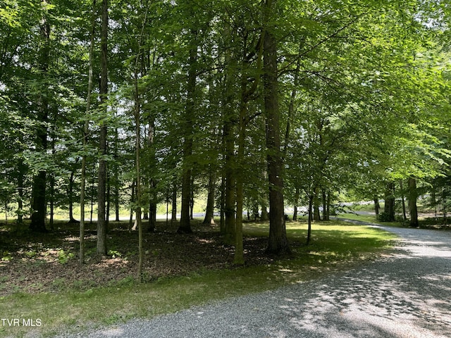 view of local wilderness