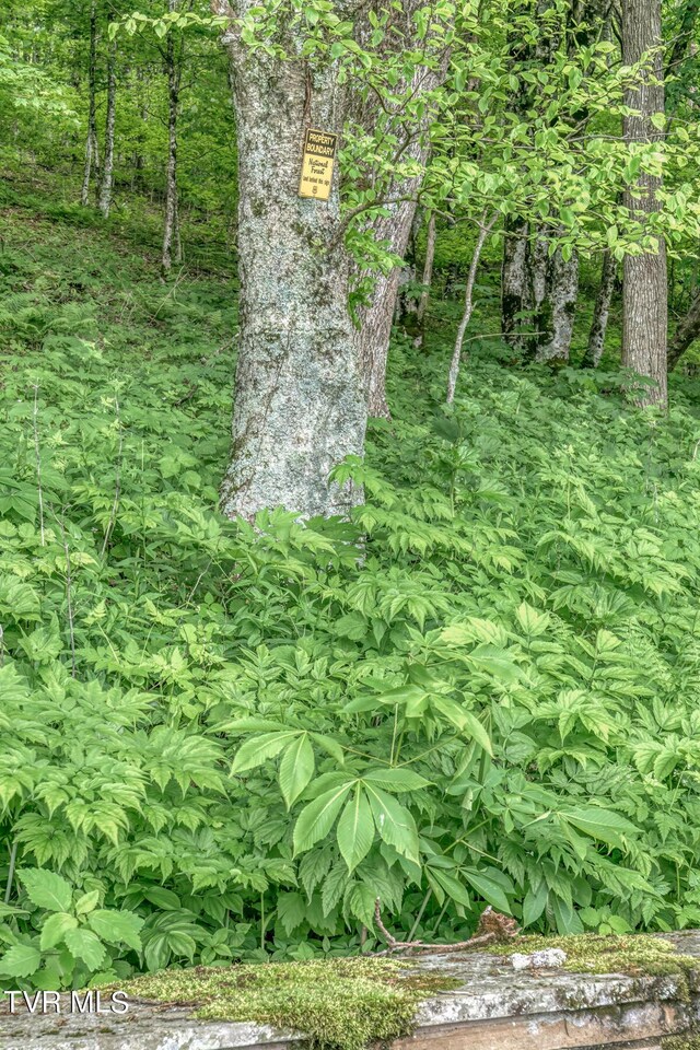 1010 Heaton Creek Rd, Roan Mountain, TN 37687 - view of nature