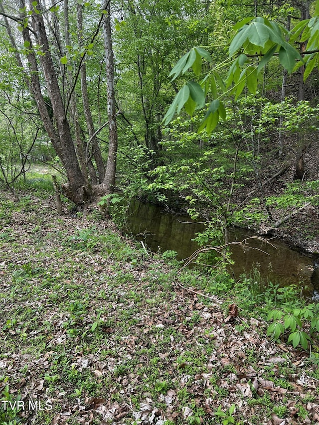 view of local wilderness