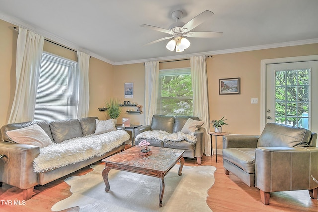 living room featuring crown molding, a ceiling fan, a wealth of natural light, and light wood-style flooring