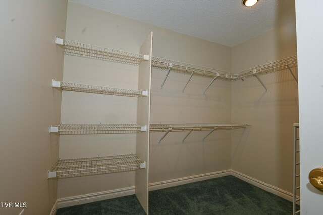 spacious closet featuring carpet flooring
