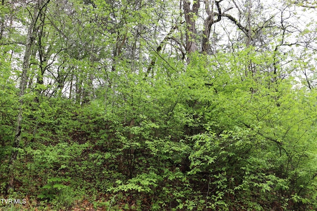 view of local wilderness with a wooded view