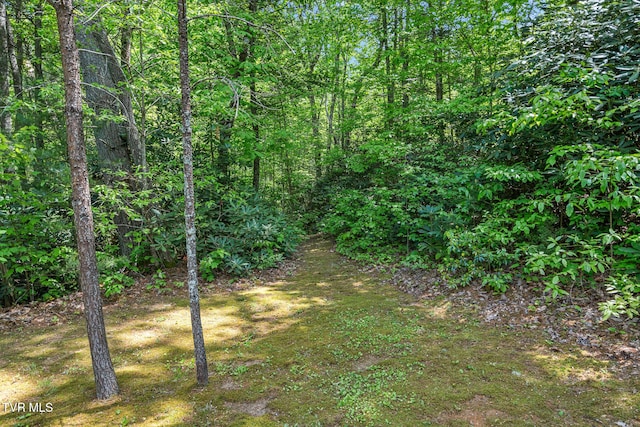 view of woods