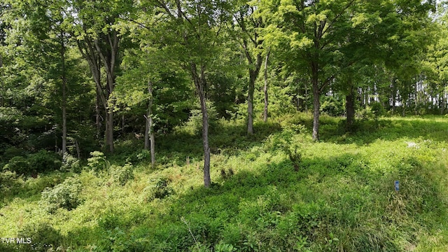TR40 Cowan Town Rd, Butler, TN 37640 - photo 5