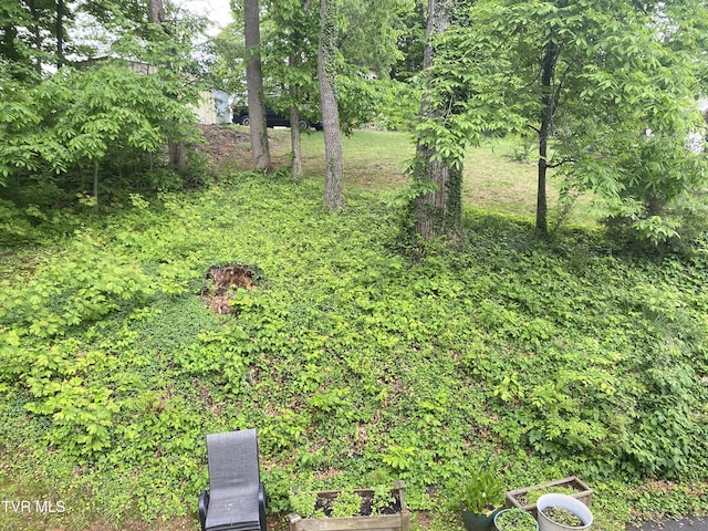 203 Oak Ln, Johnson City, TN 37604 - view of yard