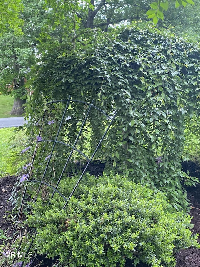 203 Oak Ln, Johnson City, TN 37604 - view of local wilderness