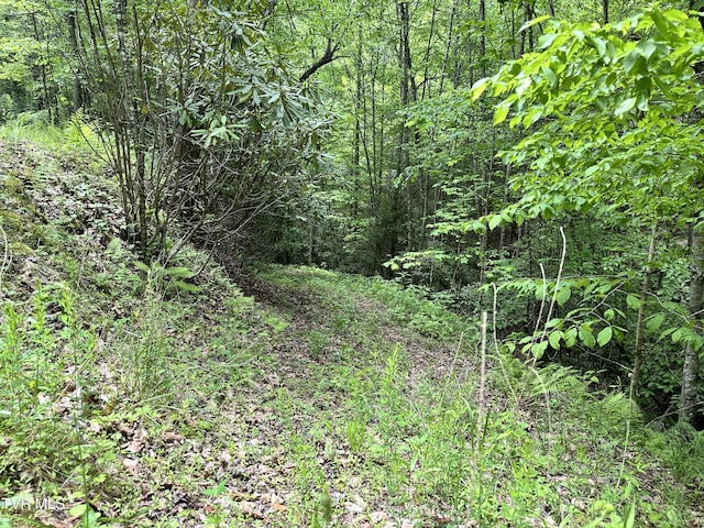 TBD Buffalo Hollow Rd, Castlewood, VA 24224