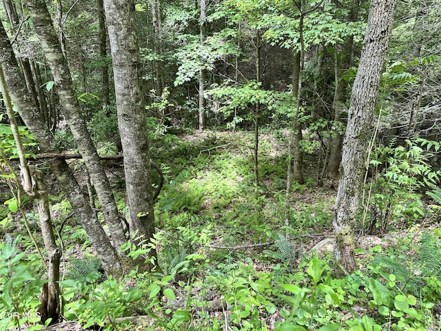 TBD Buffalo Hollow Rd, Castlewood, VA 24224