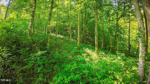 TBD Eb Hollow Rd, Eidson, TN 37731
