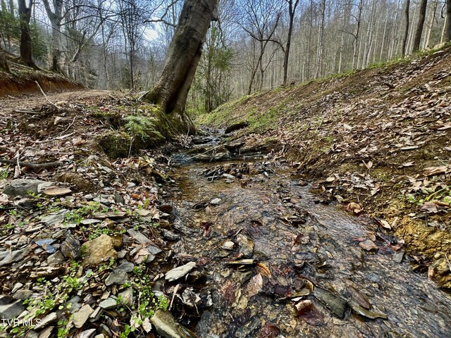 538 Punkton Rd, Del Rio, TN 37727 - view of wooded area