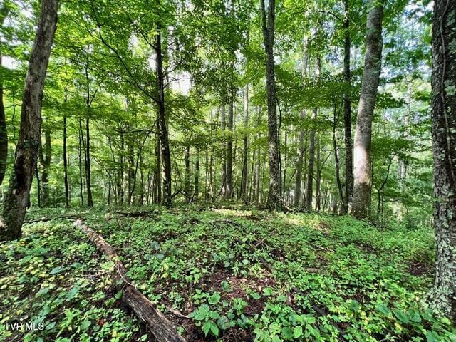 337 Heaton Creek Rd, Roan Mountain, TN 37687