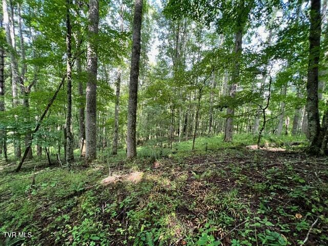 337 Heaton Creek Rd, Roan Mountain, TN 37687