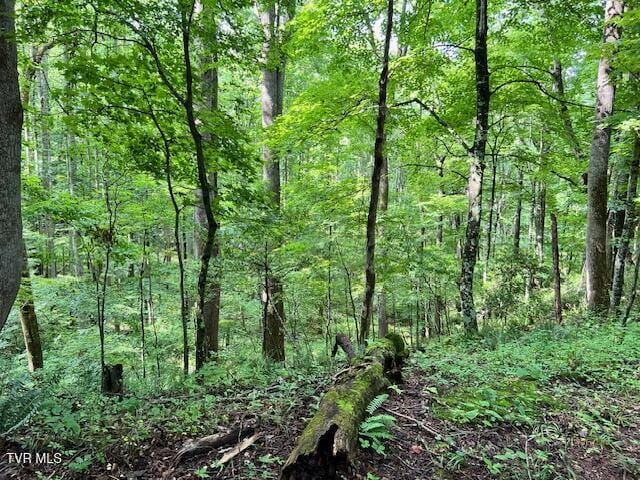 337 Heaton Creek Rd, Roan Mountain, TN 37687