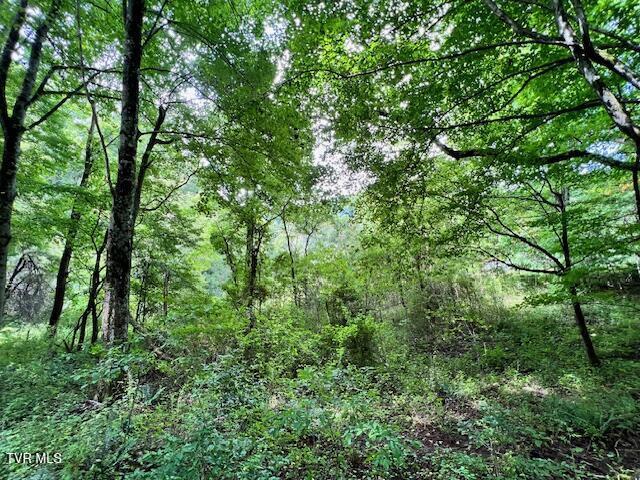 337 Heaton Creek Rd, Roan Mountain, TN 37687
