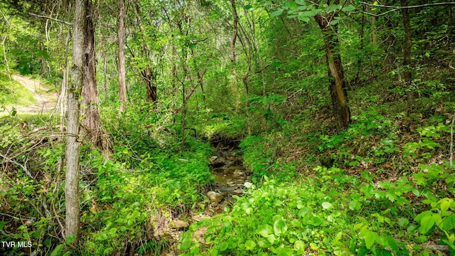 455 Okey Mowell Rd, Kingsport, TN 37660 - view of woods