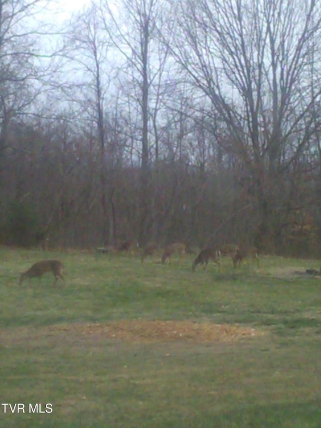 293 Miller Rd, Jonesborough, TN 37659 - view of yard