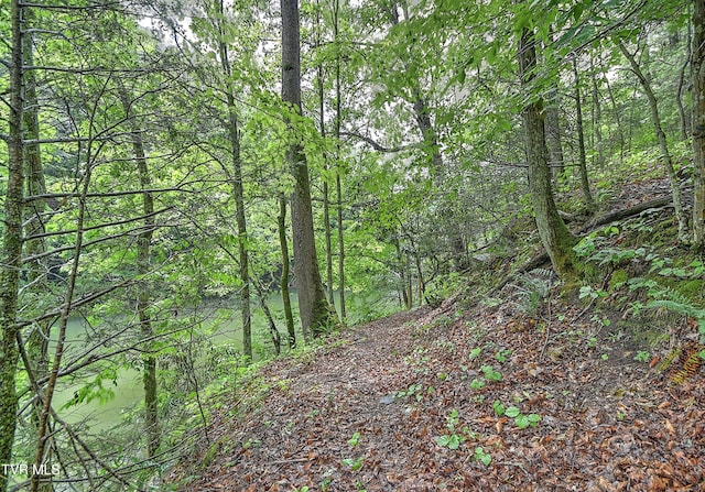 24483 Cave Creek Rd, Abingdon, VA 24211 - view of wooded area