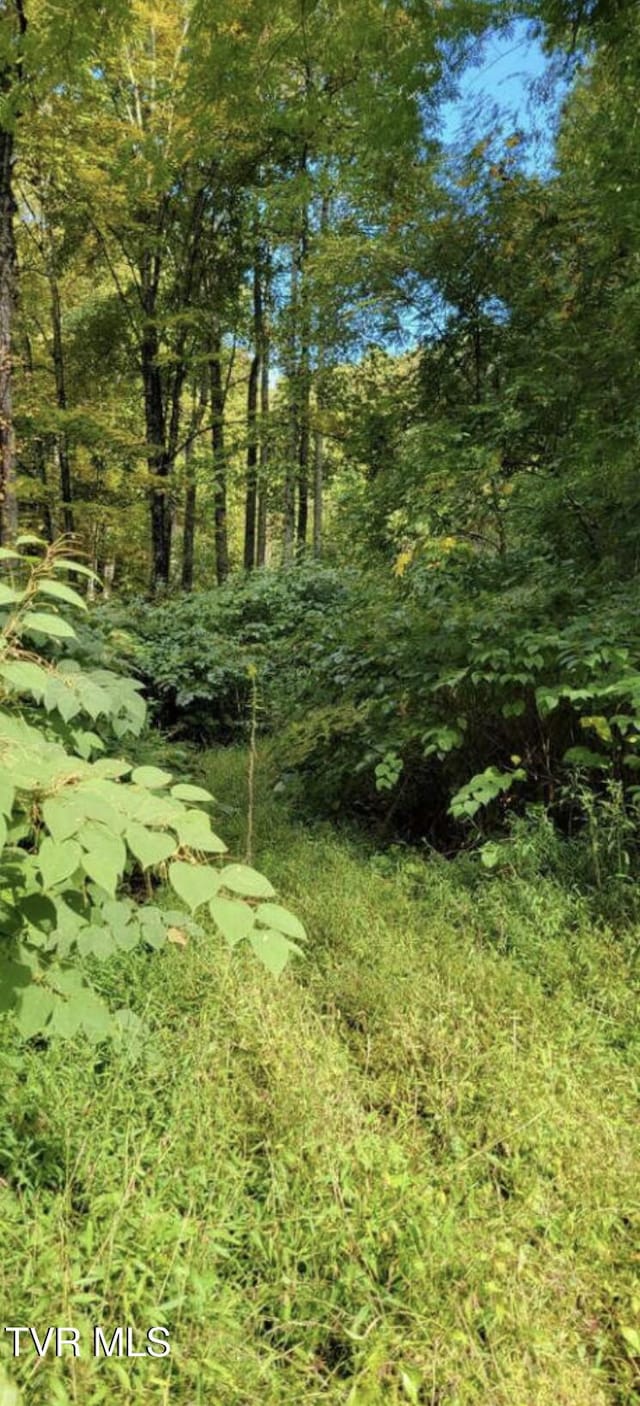 TBD Whitehead Hollow Rd, Roan Mountain, TN 37687
