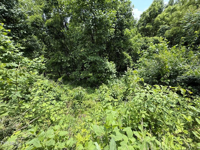 5.74ACRES Bailey Cemetery Rd, Tazewell, TN 37879 - photo 10