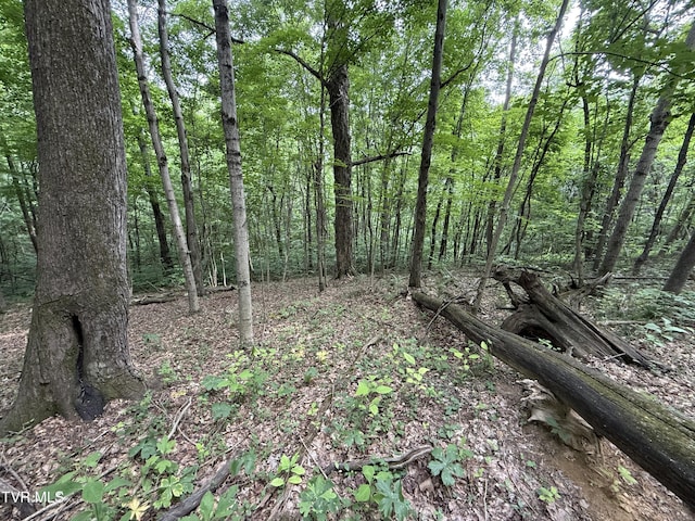 1808 Island Rd, Blountville, TN 37617 - photo 5