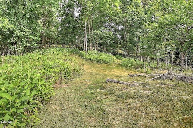 524 Boring Chapel Rd, Gray, TN 37615 - view of tree filled area