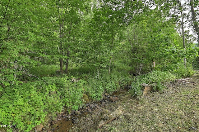 325 Cove Creek Rd, Roan Mountain, TN 37687 - view of local wilderness