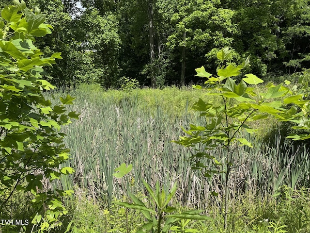 103 Meadow Springs Ct, Flag Pond, TN 37657 - view of undeveloped land