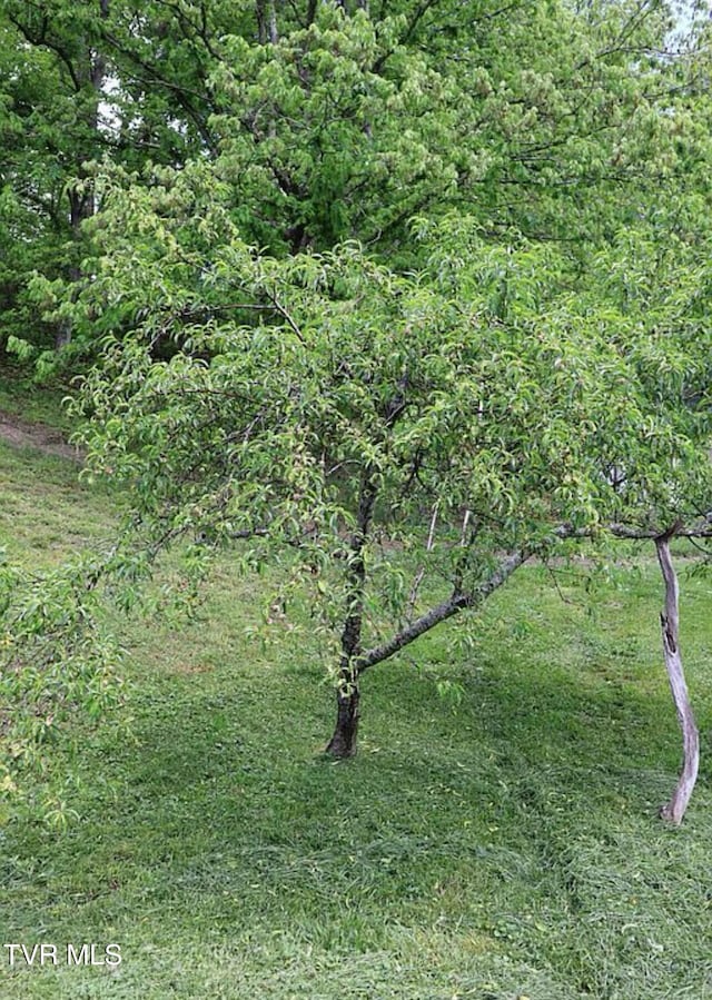3219 Dungannon Rd, Coeburn, VA 24230 - view of nature