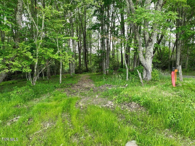 1768 Ripshin Mountain Rd, Roan Mountain, TN 37687 - photo 2