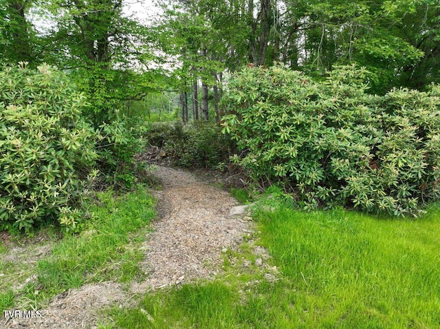 1768 Ripshin Mountain Rd, Roan Mountain, TN 37687 - photo 4