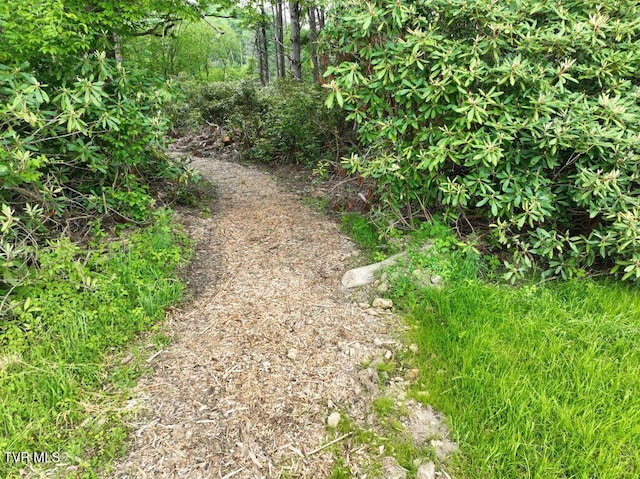1768 Ripshin Mountain Rd, Roan Mountain, TN 37687 - photo 5