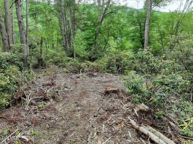 1768 Ripshin Mountain Rd, Roan Mountain, TN 37687 - photo 8