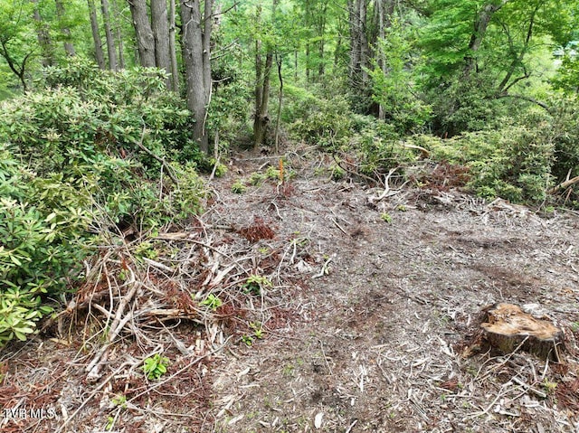 1768 Ripshin Mountain Rd, Roan Mountain, TN 37687 - photo 10