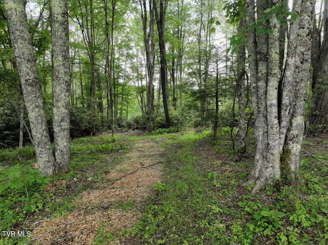 1768 Ripshin Mountain Rd, Roan Mountain, TN 37687 - photo 16