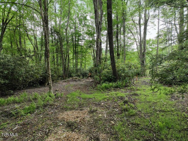 1768 Ripshin Mountain Rd, Roan Mountain, TN 37687 - photo 17