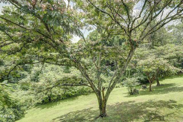 2 Longview Ln, Kingsport, TN 37660 - view of grassy yard with a forest view