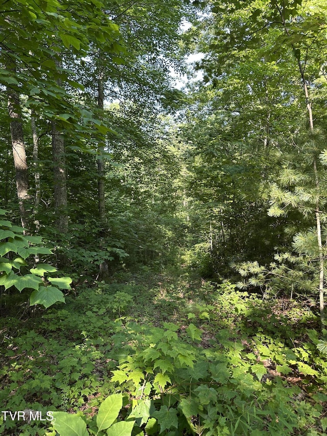 1501 Sprucy Ridge Private Rd, Mountain City, TN 37683 - photo 7